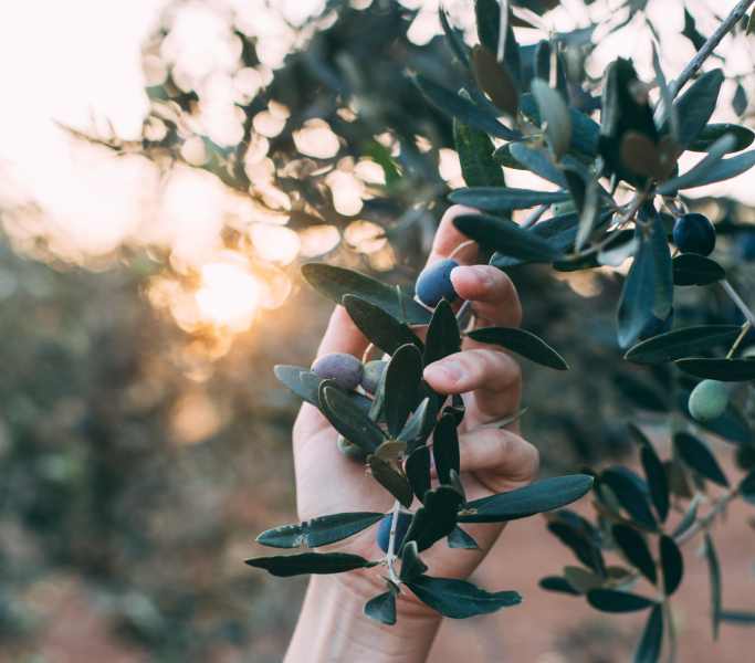 la selezione di olive per olio EVO