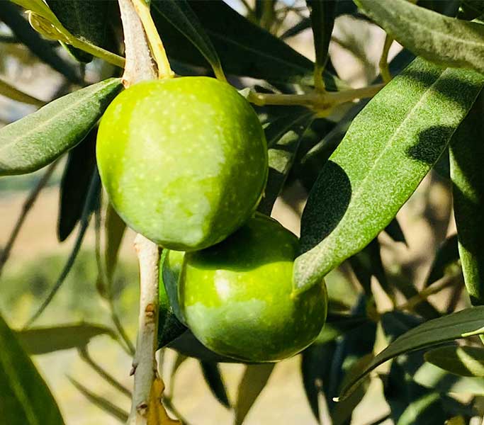 cultivar di qualità per olio evo