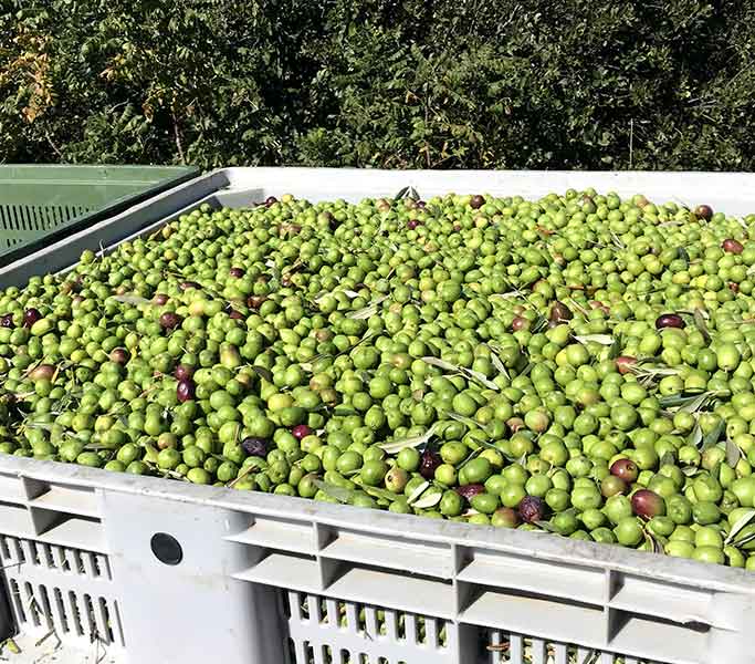 OLive per olio evo di sicilia